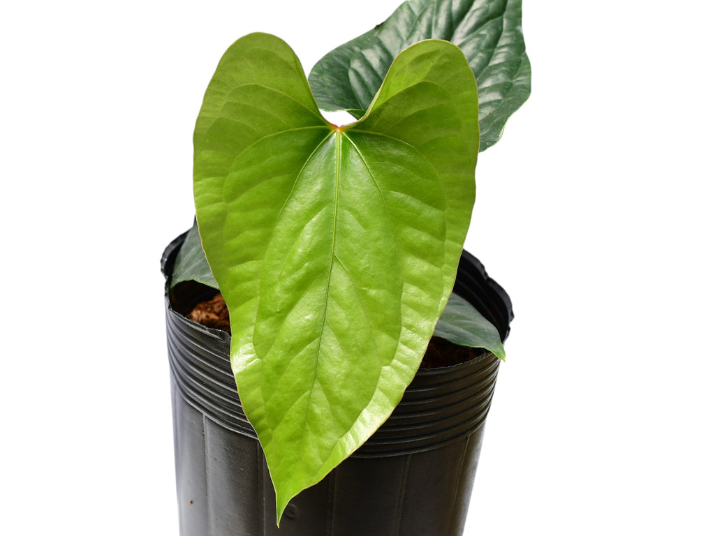 Anthurium Happy Bunny Inverse - Luxurians x Pinkleyi — Ecuagenera