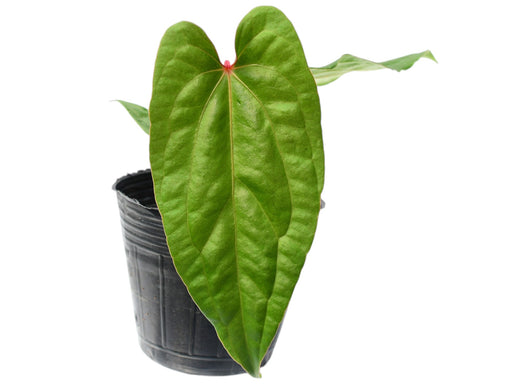 Anthurium Ingrid de Portilla 'Inverse crossing' (S) - Compact