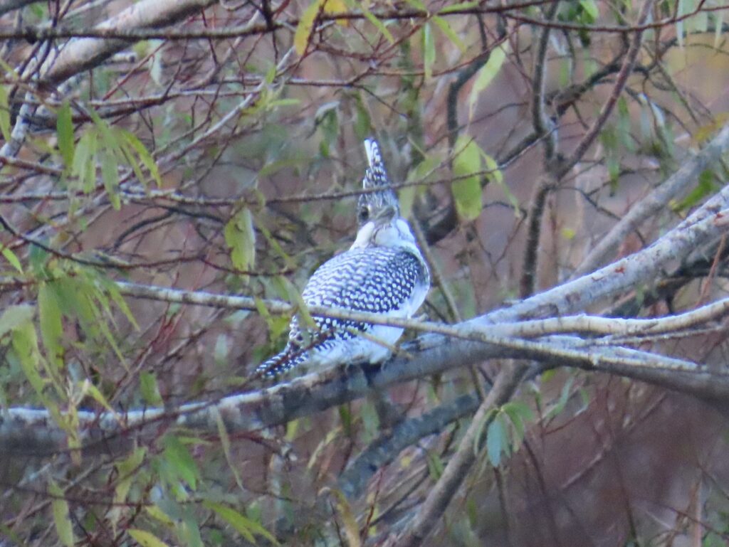 初めてヤマセミに出会う！西岡公園、何時もの朝の散歩で | Ebi-G's
