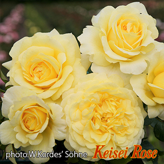 ライムライト グランディローサ 大苗(4.5号角鉢)｜【京成バラ園】バラ