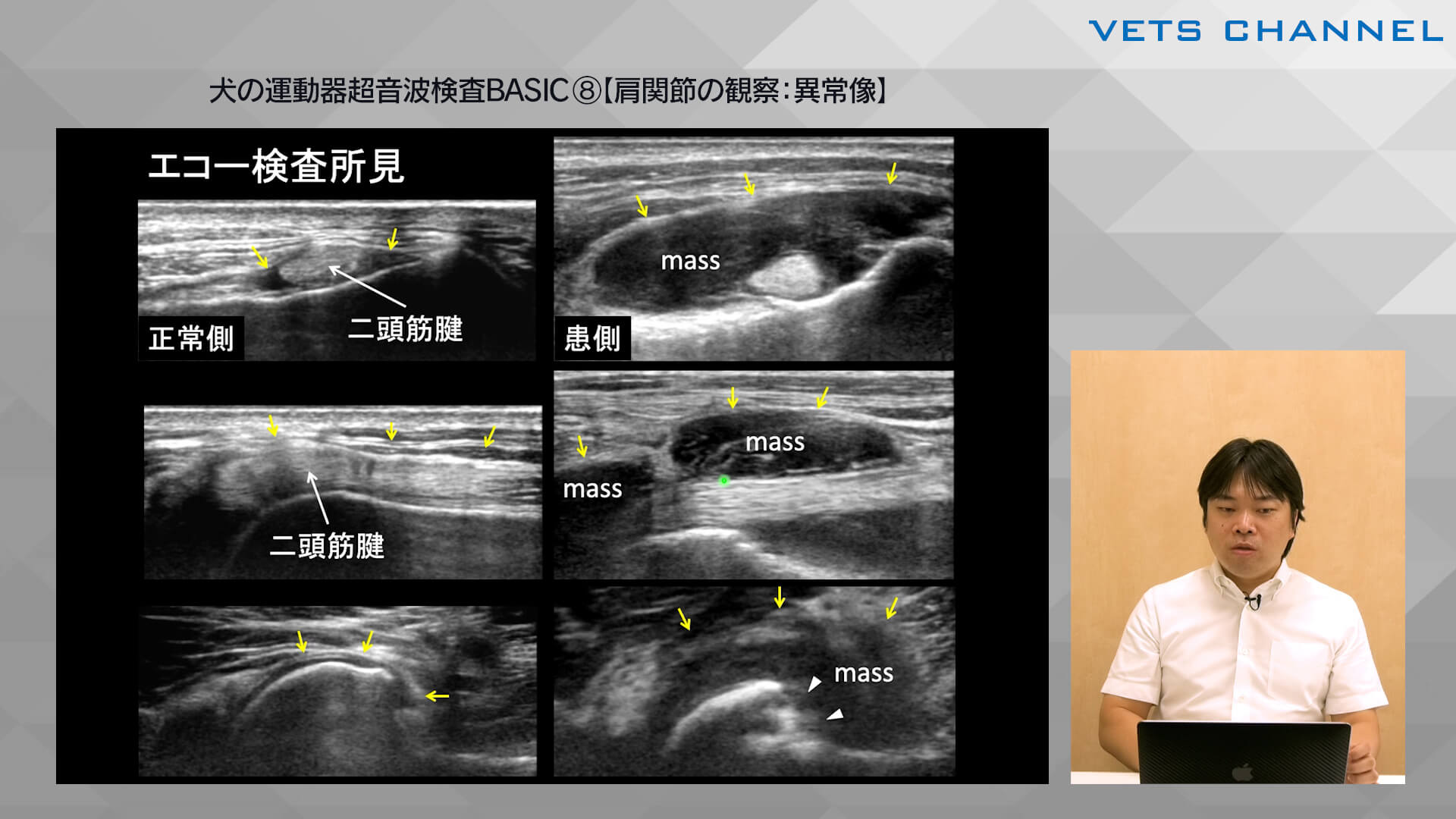 犬の運動器超音波検査BASIC①【運動器超音波検査とは】｜VETS CHANNEL