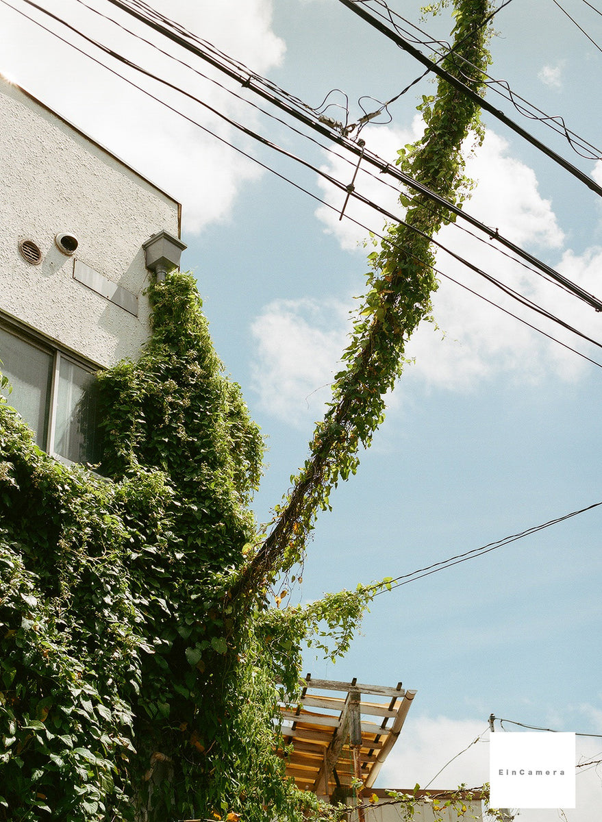 IMG_28052_1200x1200.jpg?v=