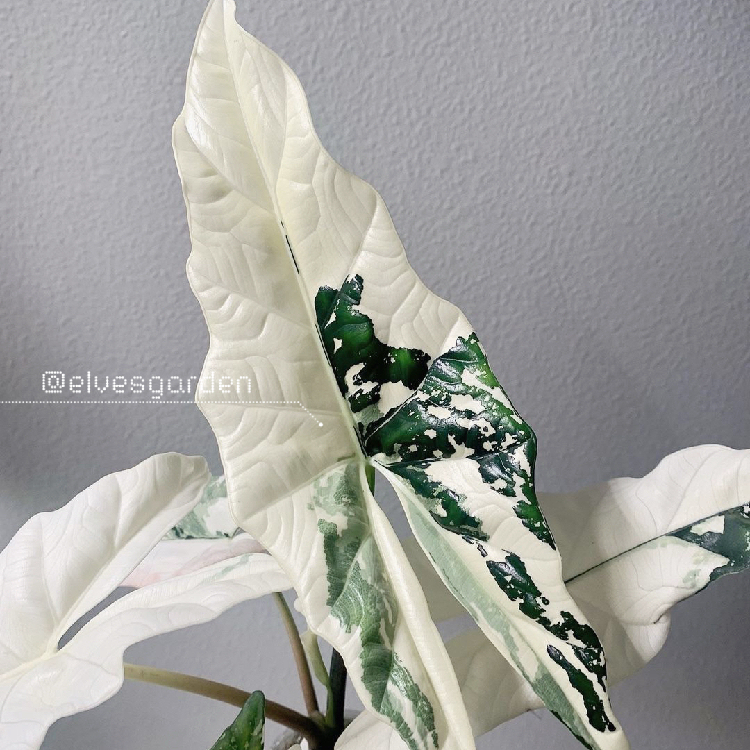 斑入りアロカシア シンポ組織培養 - Elves Garden