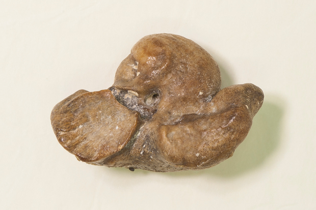 イルカの耳骨｜南房総いいもの屋