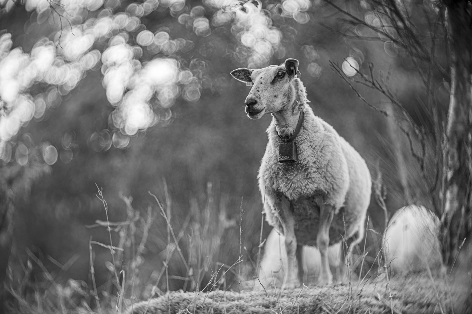 KO-140M 140mm f/1.8 (Sold) - Espen Susort