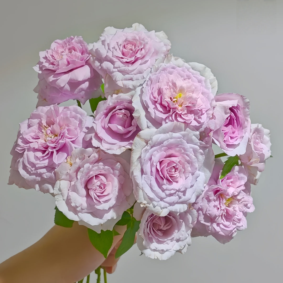 Repartil Rose-重启｜Japanese Cut Rose – Ergongzy Roses