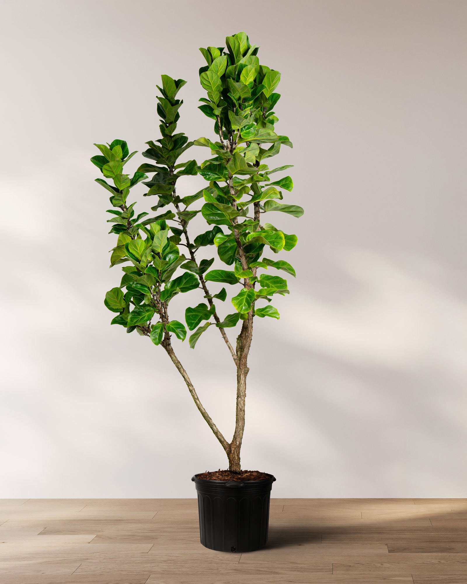 Shop Our Giant Ficus Fiddle Leaf Fig Lyrata Bambino, Indoor Tree