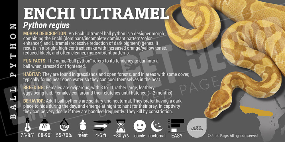 python-regius-enchi-ultramel-