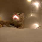 ラヴェンダー・エディション / LAVENDER EDITION | 朝生 愛 / Ai Aso