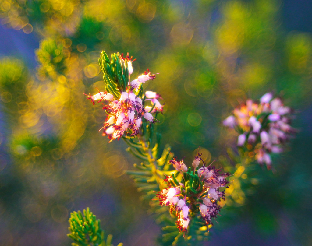 Fujinon 55mm F2.2 Lens Reviews - Fujinon Lenses - Pentax Lens