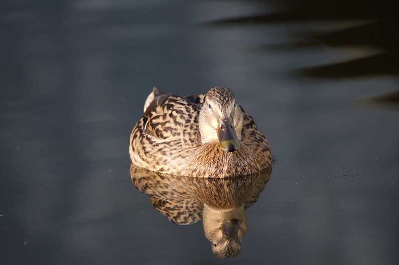 Ricoh XR APO Rikenon 300mm F4.5 Lens Reviews - Ricoh Lenses