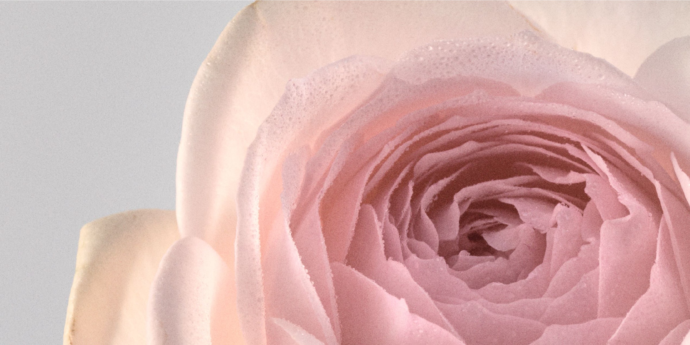 F ORGANICS】リップバターバーム 10g ブロッサムピンク ｜F ORGANICS