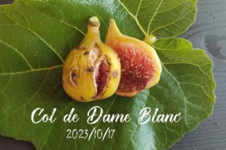 Golden Rainbow Fig(ゴールデンレインボー)=Ben's Golden Riversideの