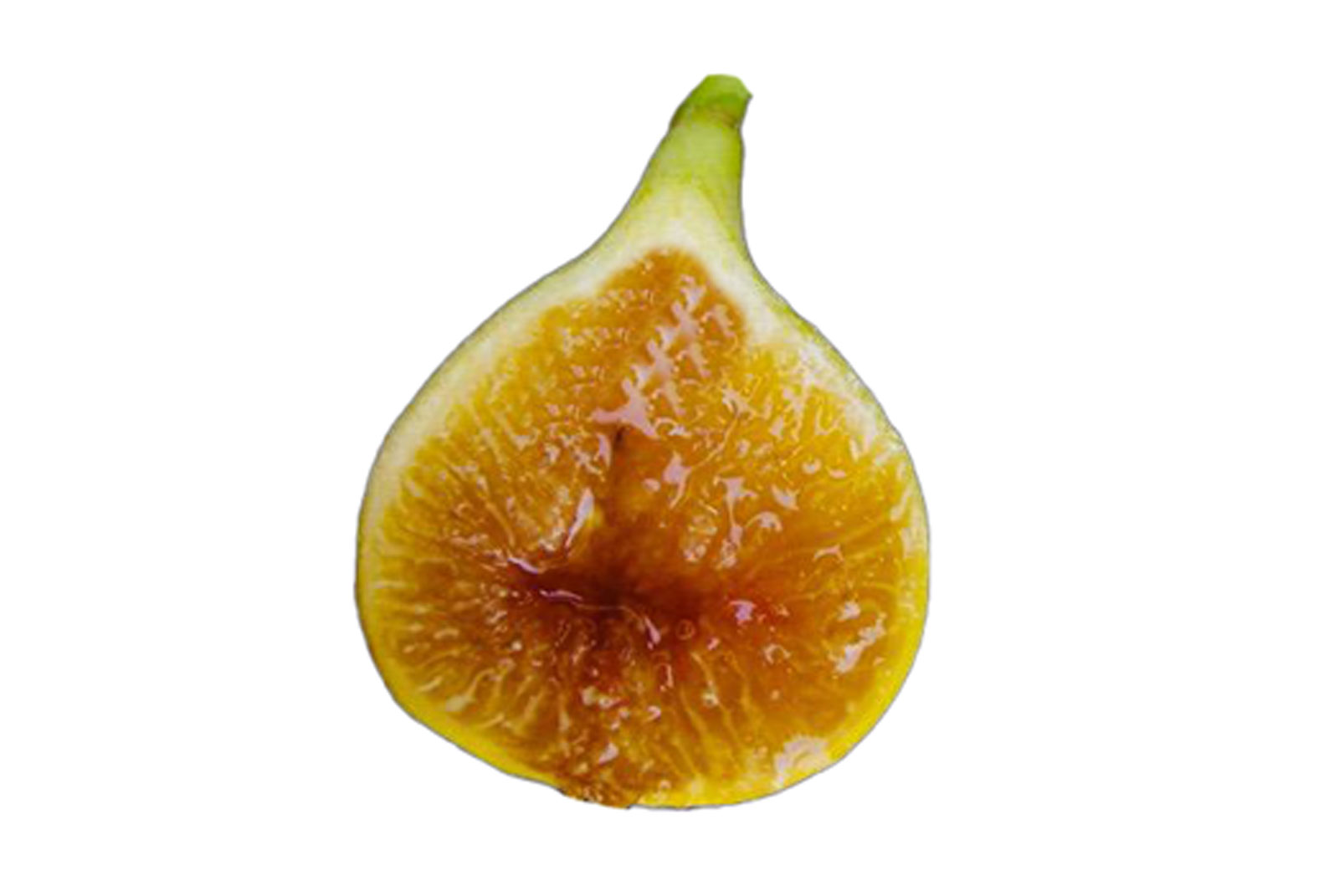 Golden Riverside Fig(UCR 278-128) ゴールデンリバーサイド イチジク