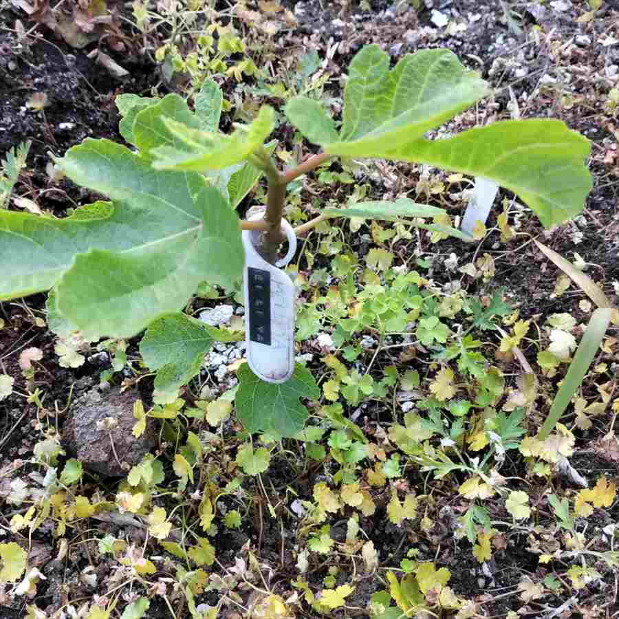 Mei Li Ya Fig (メイリーヤー イチジク)の特徴・味・耐寒性・栽培