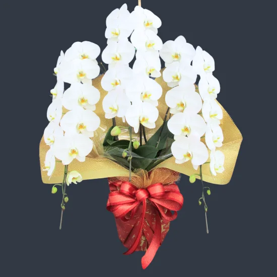 愛ふわふわ 白い胡蝶蘭 ラッピング付き 110センチ 北海道、沖縄発送