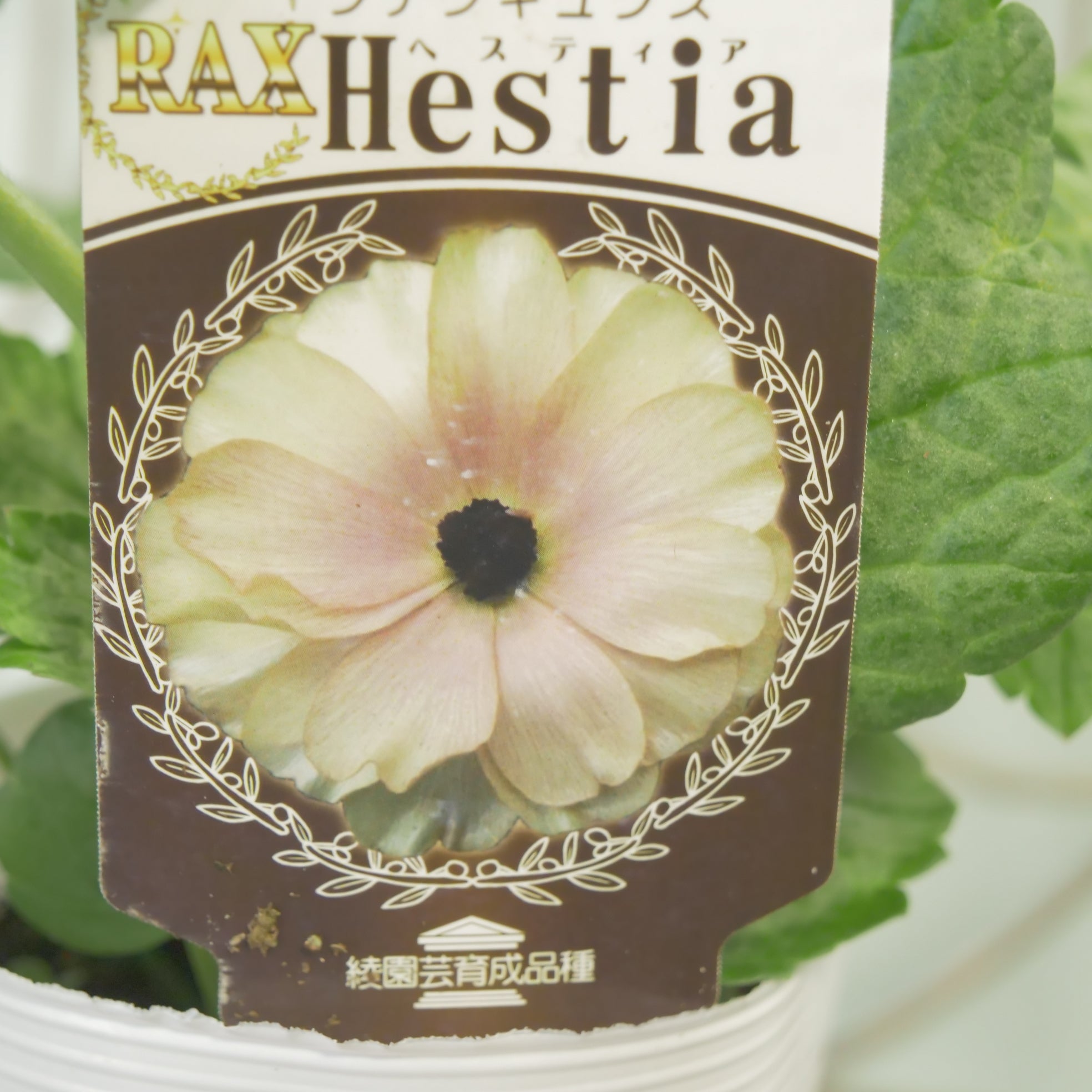 綾園芸さんオリジナル ラナンキュラスラックス【ヘスティア】 – flower