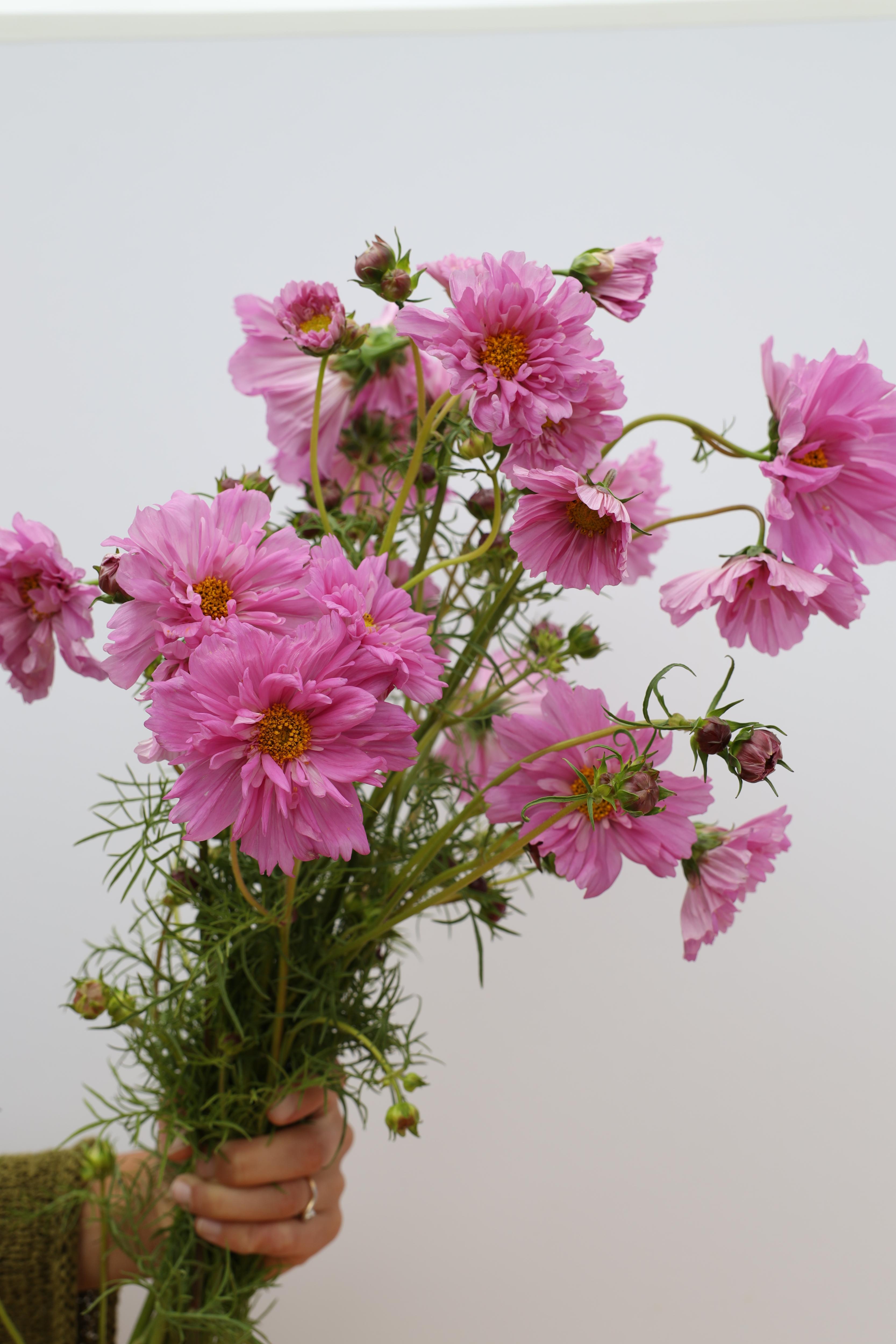 Cosmos 'Double Click Rose Bonbon' – Flower People