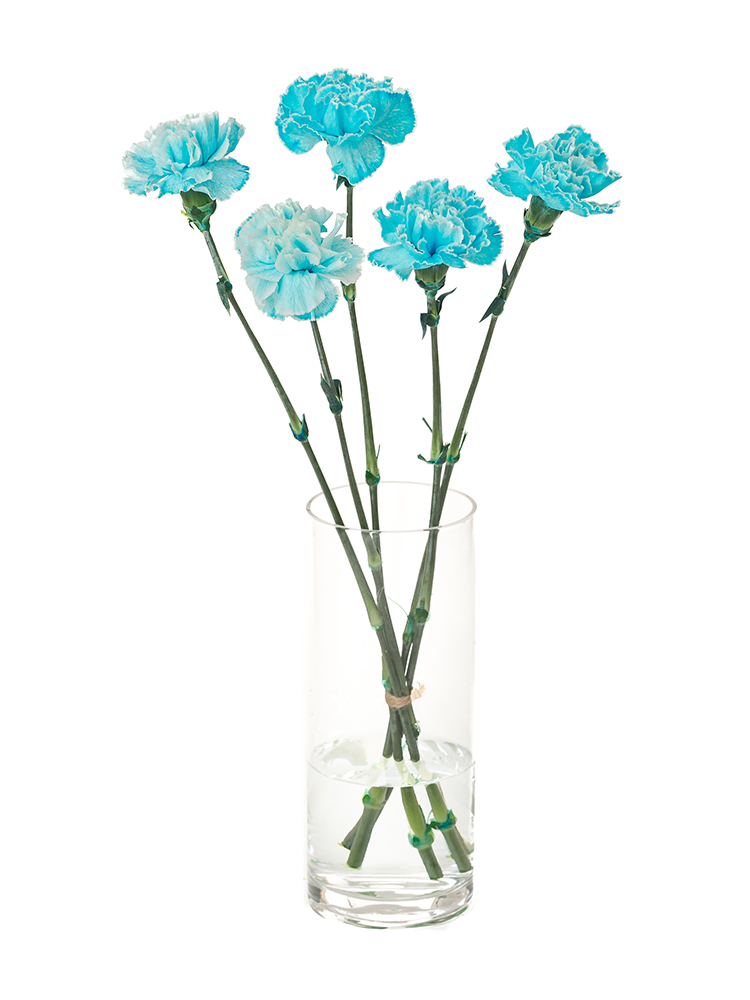 生花】カーネーション ティントブルー【水色/60cm/コロンビア