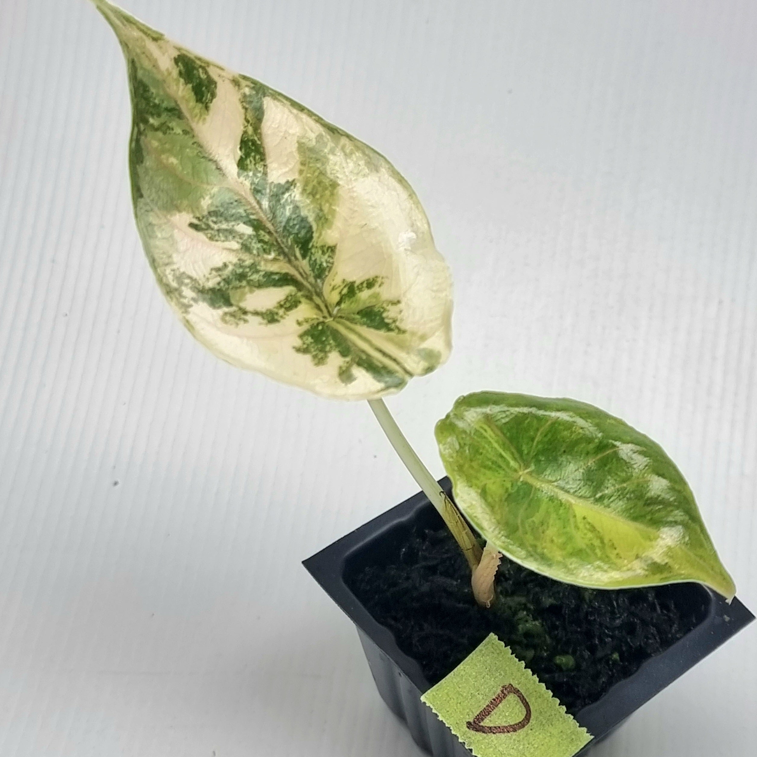 Alocasia azlanii Aurea Variegated – Flora Magnifica Australia