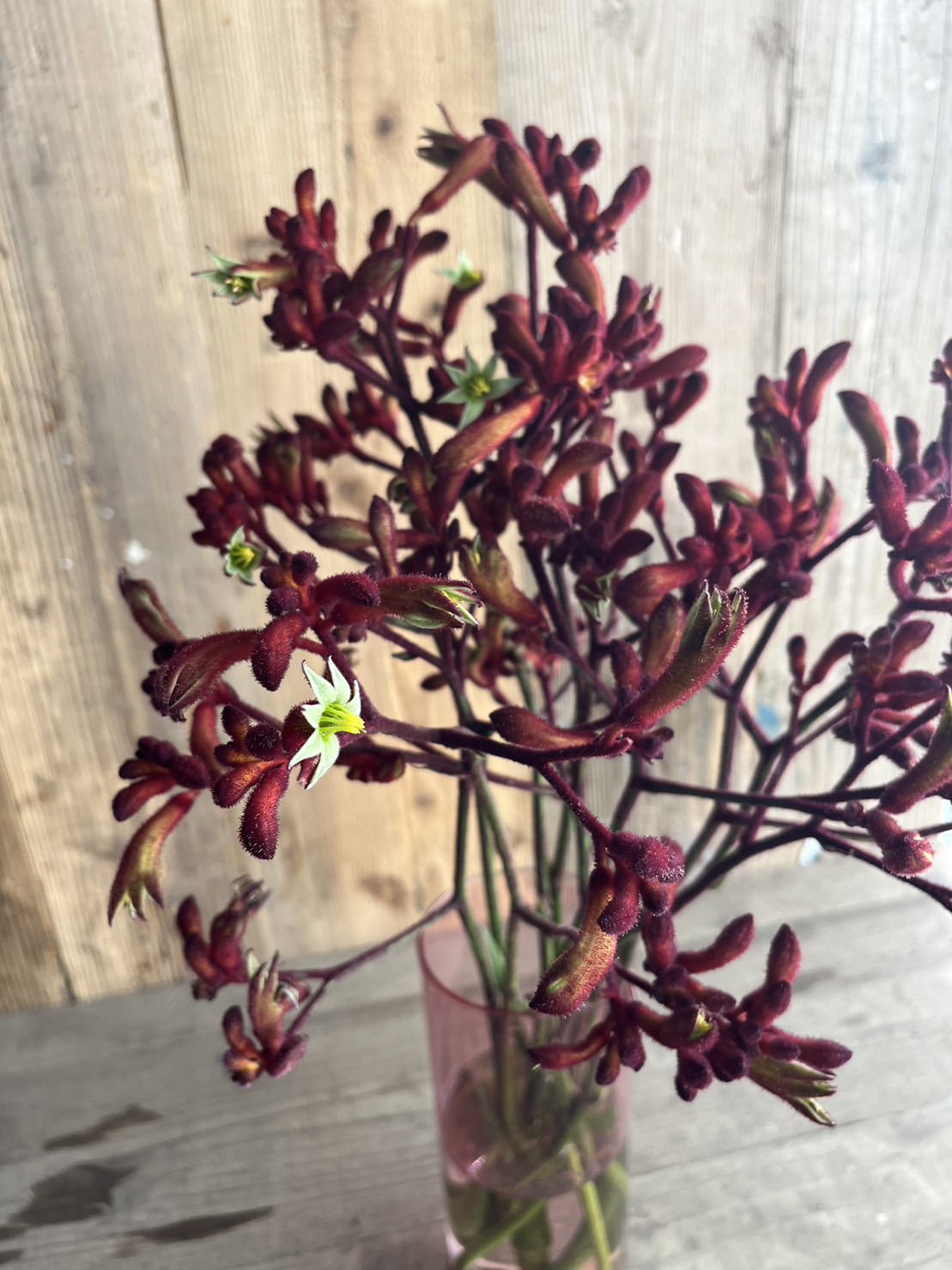 カンガルーポー 赤 | FLORE21