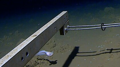 超深海”8336メートルで泳ぐ「スネイルフィッシュ」の撮影に成功！“魚の