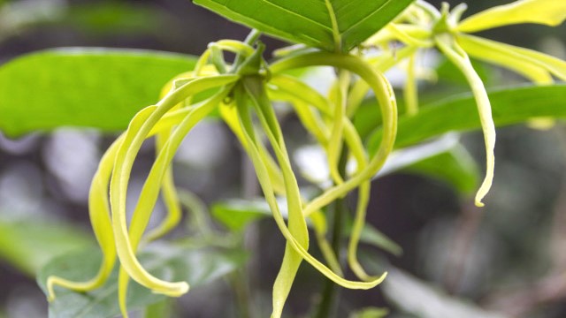 イランイラン精油のブランドランキング(イランイラン・コンプリート