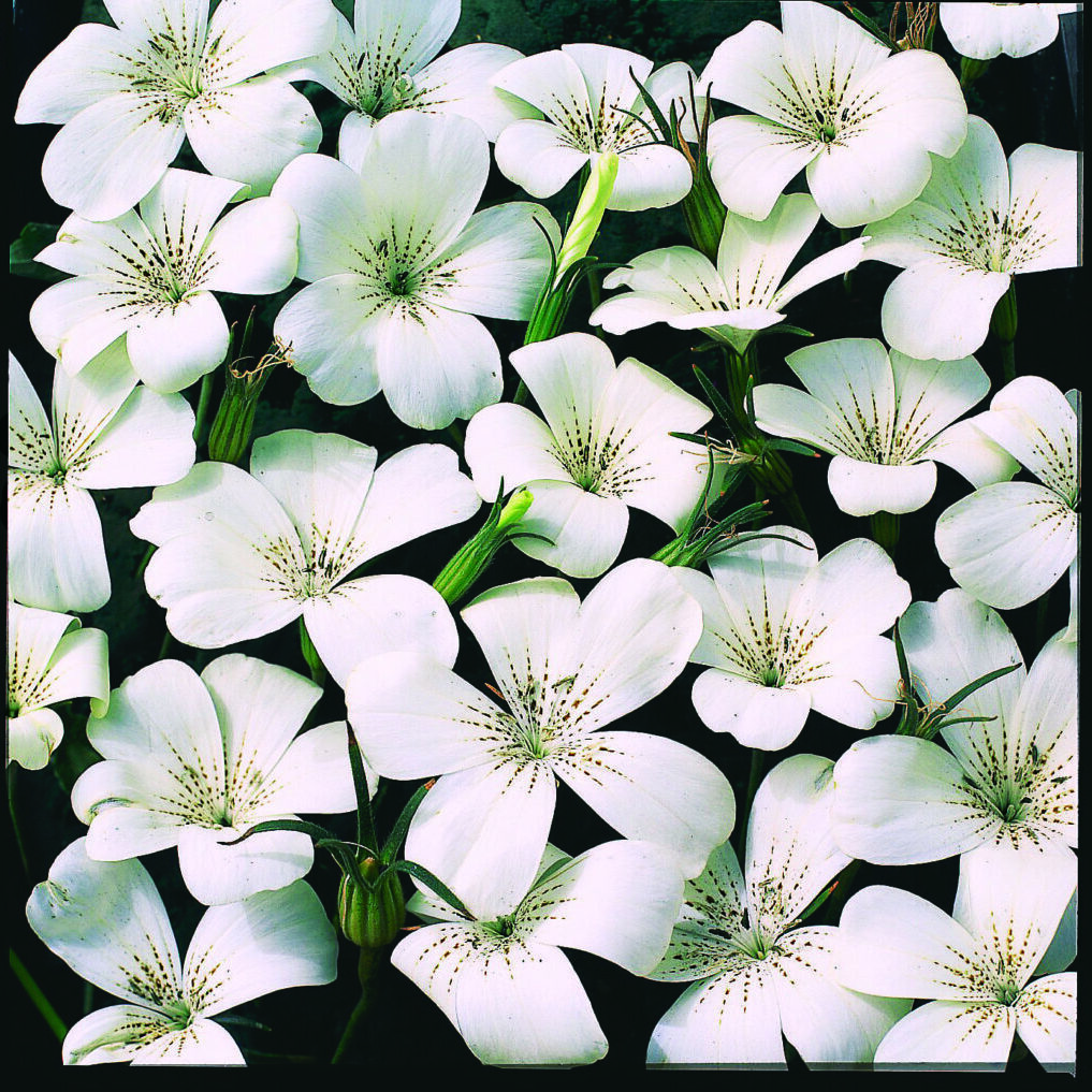 アグロステンマの花言葉 - 福花園種苗株式会社