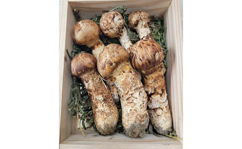 宮古の天然まつたけ600g 宮古産 まつたけ 天然まつたけ きのこ 野菜