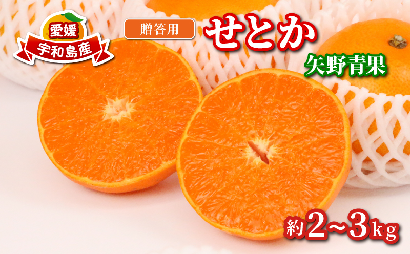 せとか 2 ~ 3kg 贈答用 矢野青果 柑橘の 大トロ 高級 希少 限定 品種