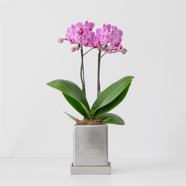 ミディ胡蝶蘭 クローム鉢 4号鉢 2本立ち | FUREAI - 特別な日の通販