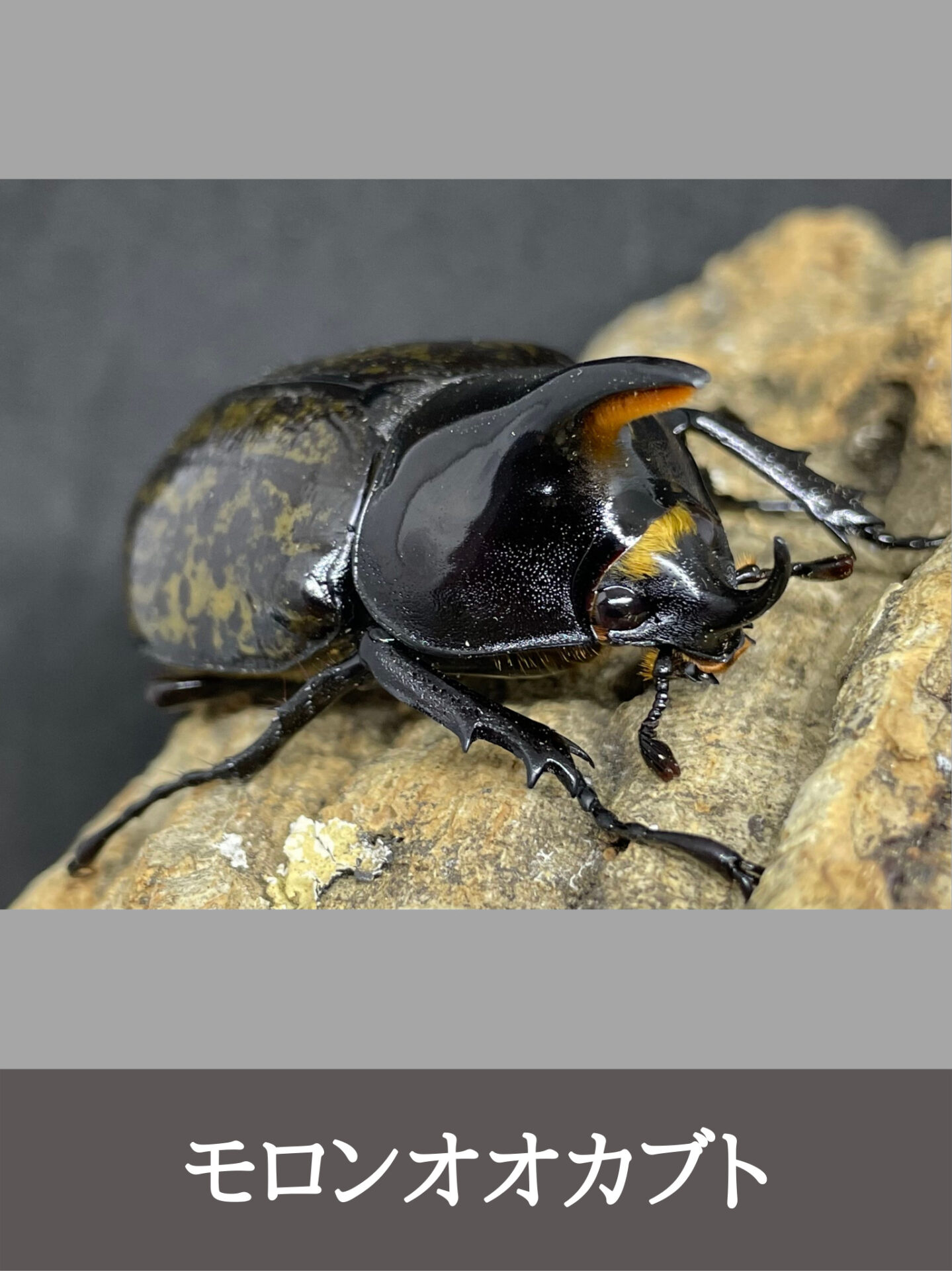モロンシロカブト♂標本 【公式通販】