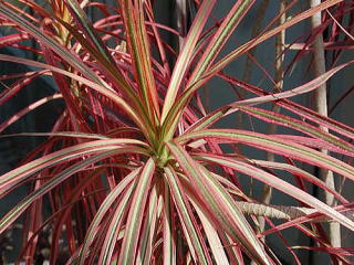 ドラセナ 新・花と緑の詳しい図鑑