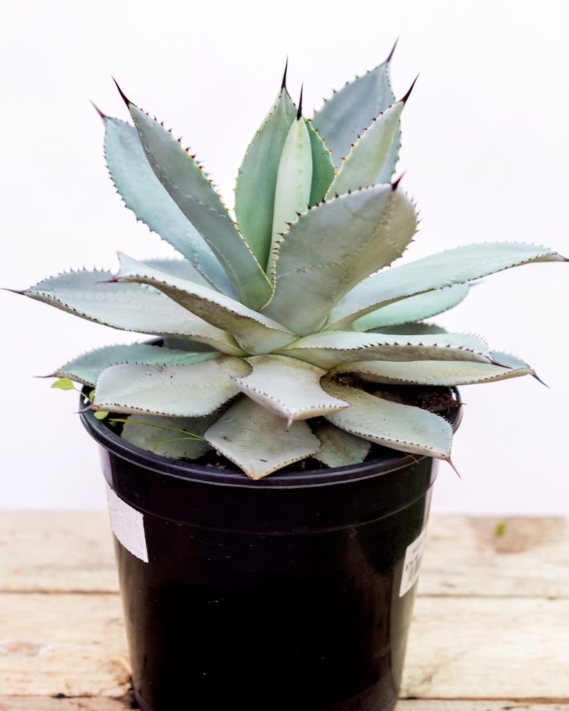 Agave Parryi - Garden View Nursery