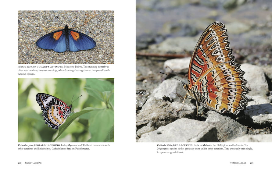 Book Review: '1,000 Butterflies' by Adrian Hoskins |