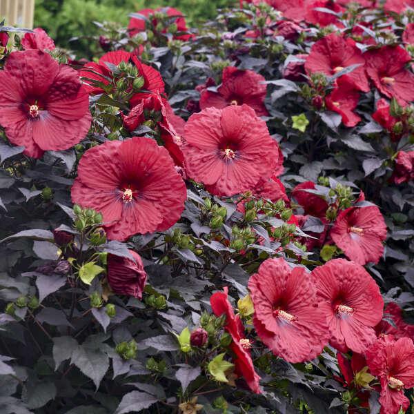 Summerific® 'Lilac Crush' hibiscus – Creekside Nursery, Inc