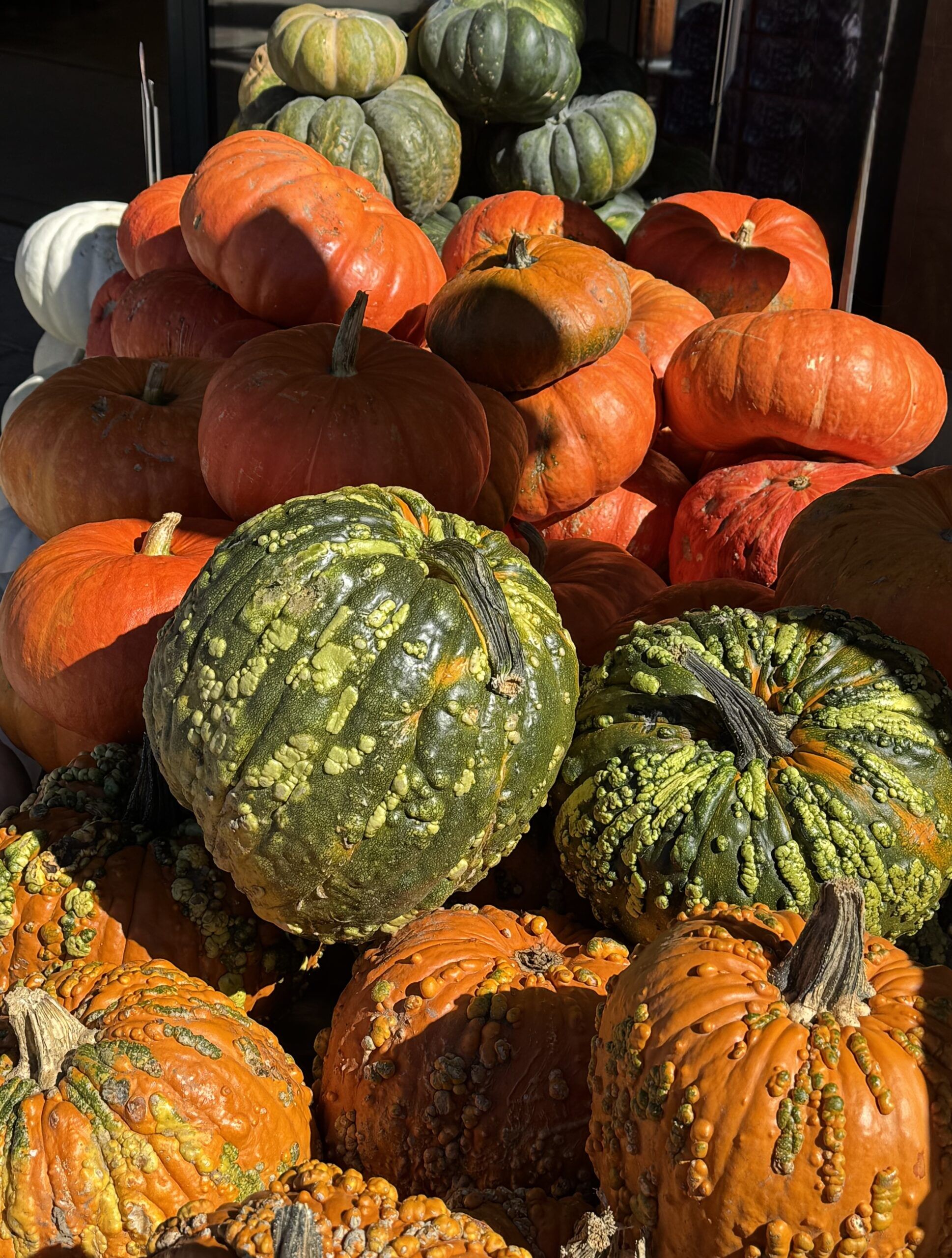Pumpkin culture in Colorado - Colorado Springs Gazette