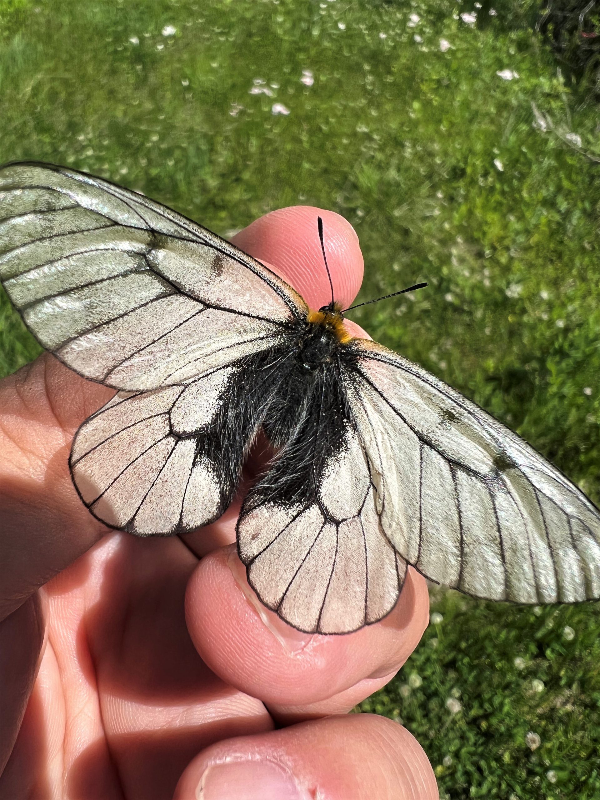 ウスバシロチョウ | GreenBreeze