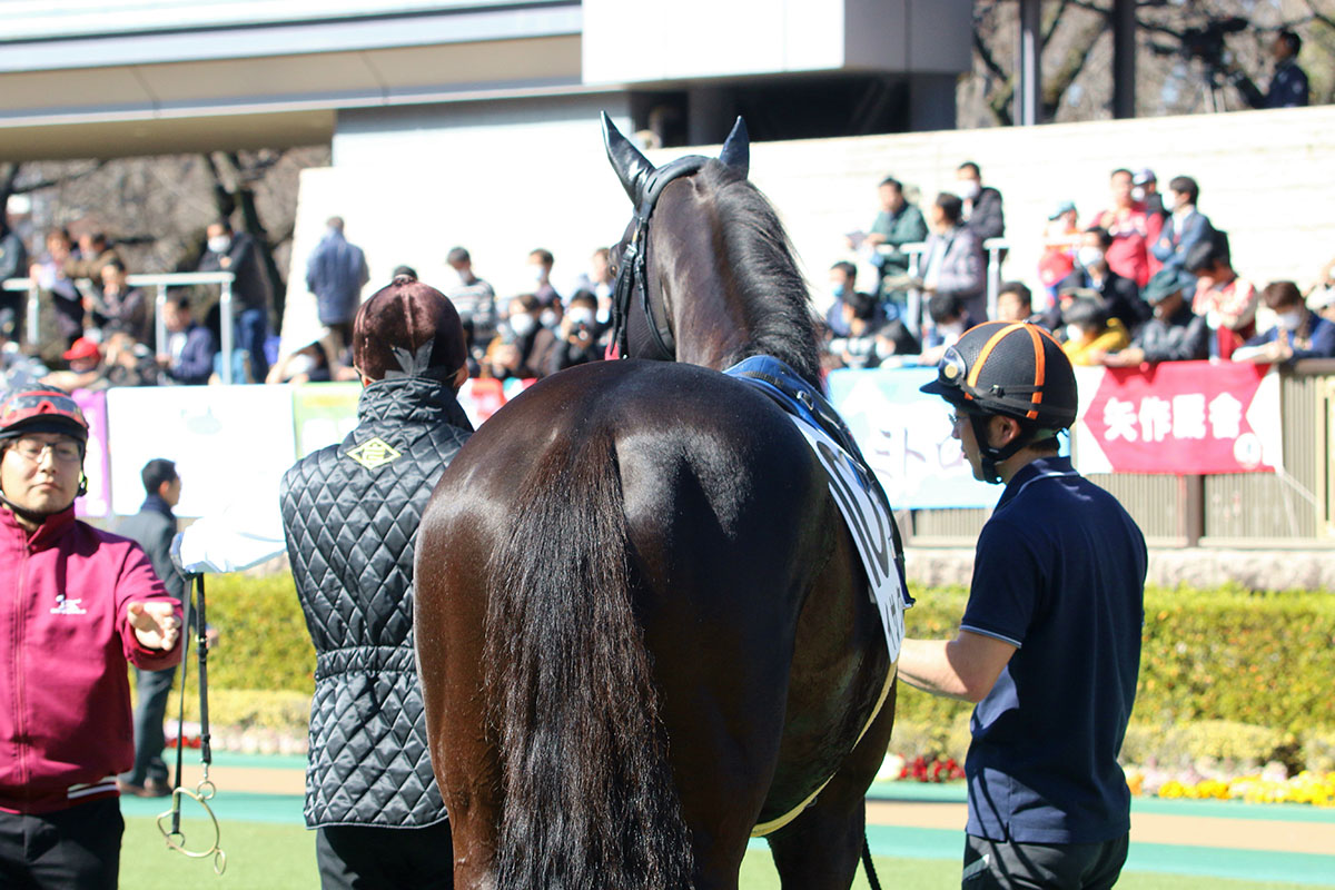 JRAスプリンターズS（G1）「写真判定12分」着差わずか1cmの死闘！ 譲れ