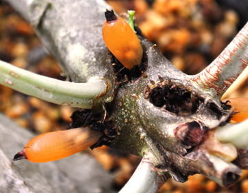 GKZ植物事典・ミルメコディア・プラティレア