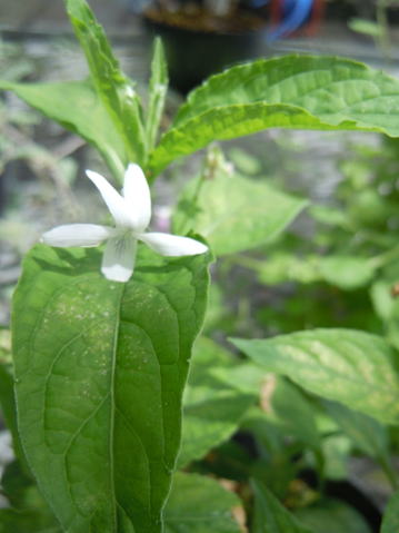 GKZ植物事典・タデスミレ（蓼菫）