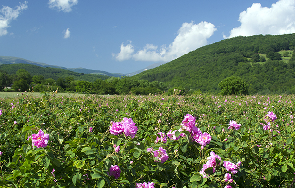 バラプラセンタ | 株式会社銀座・トマト | 化粧品・健康食品の原料販売