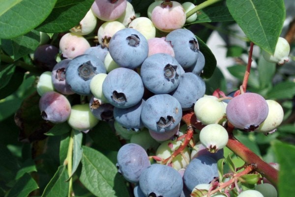 スプリングワイド 【SH系ブルーベリー】2年生苗相当