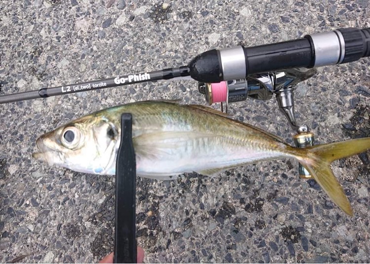 L1&L2 torzite!! | Go-Phish