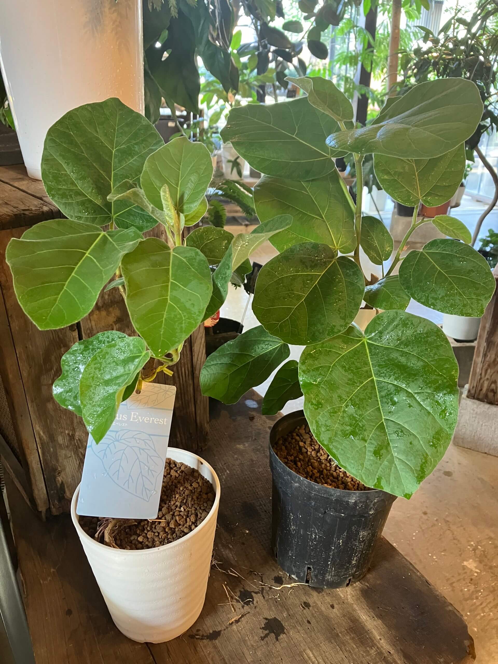 ずっと触れていたくなる。銀葉フィカス エベレスト 140cm 【登録品種