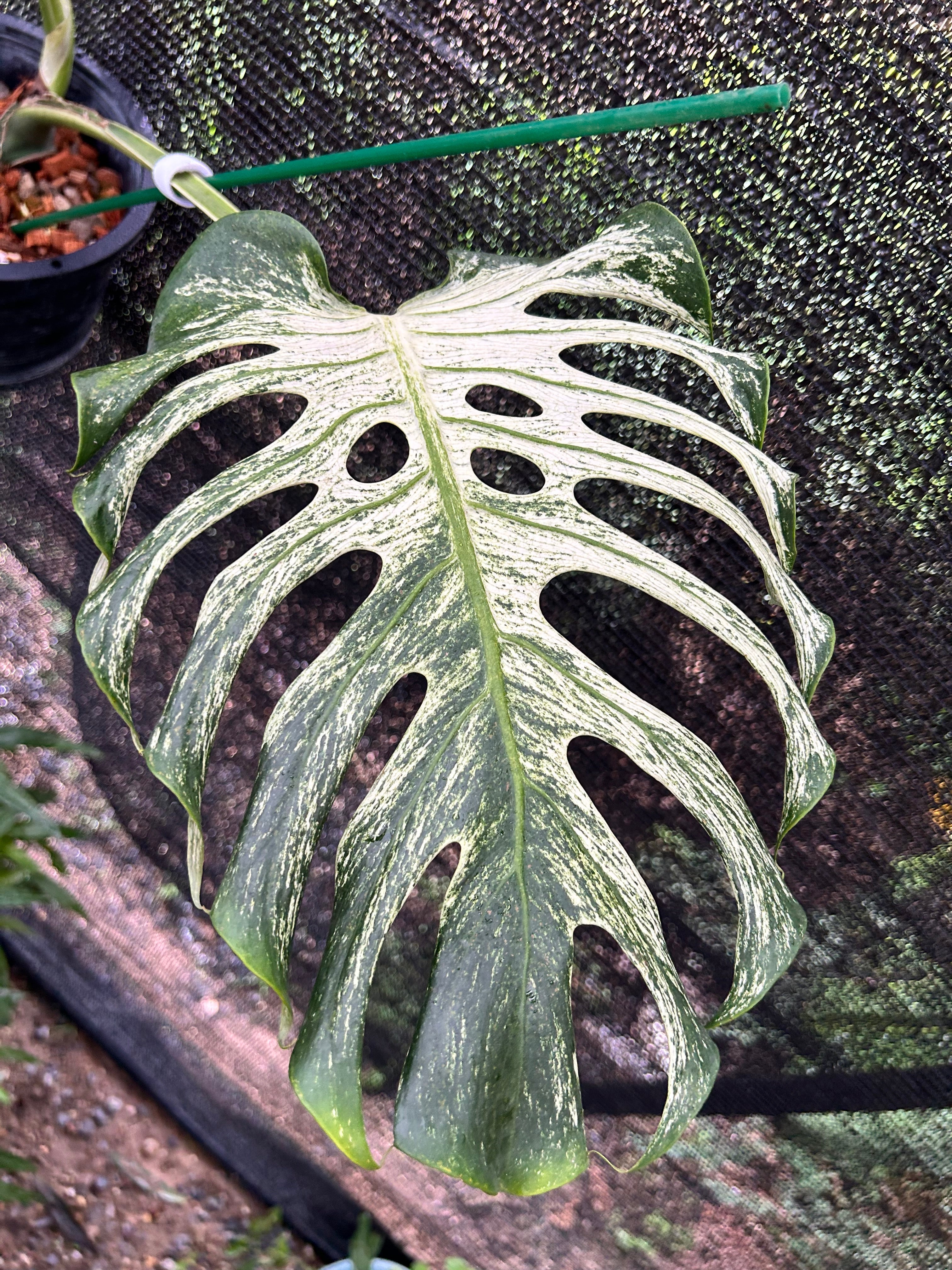 Monstera Devil Monster – Rare XXL Tropical Plant – Green and White