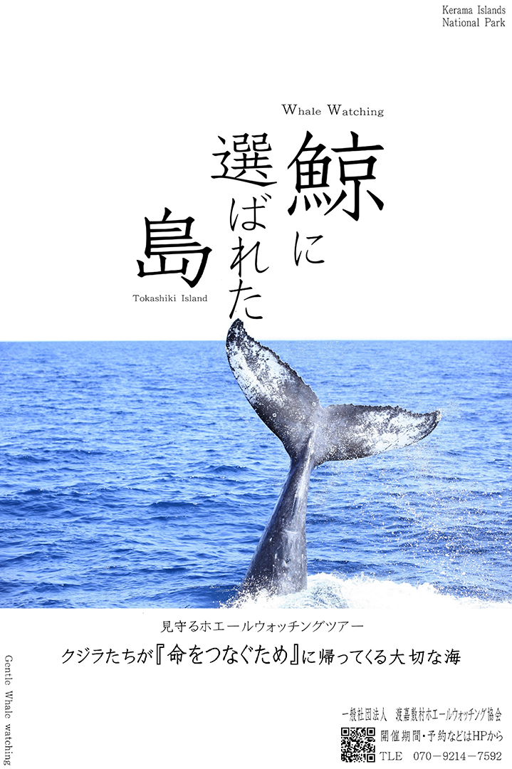 ケラマより -201- 探鯨員と言うお仕事 – ガイド会