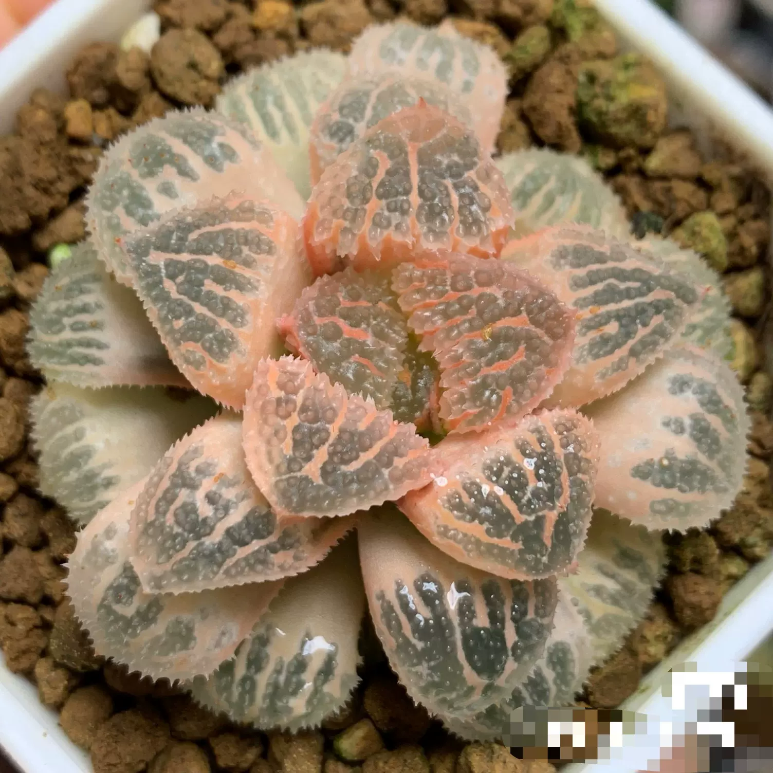 多肉植物 ハオルチア 雷影寿錦 コレクタ錦 鮮明錦 希少種 A37 多肉植物