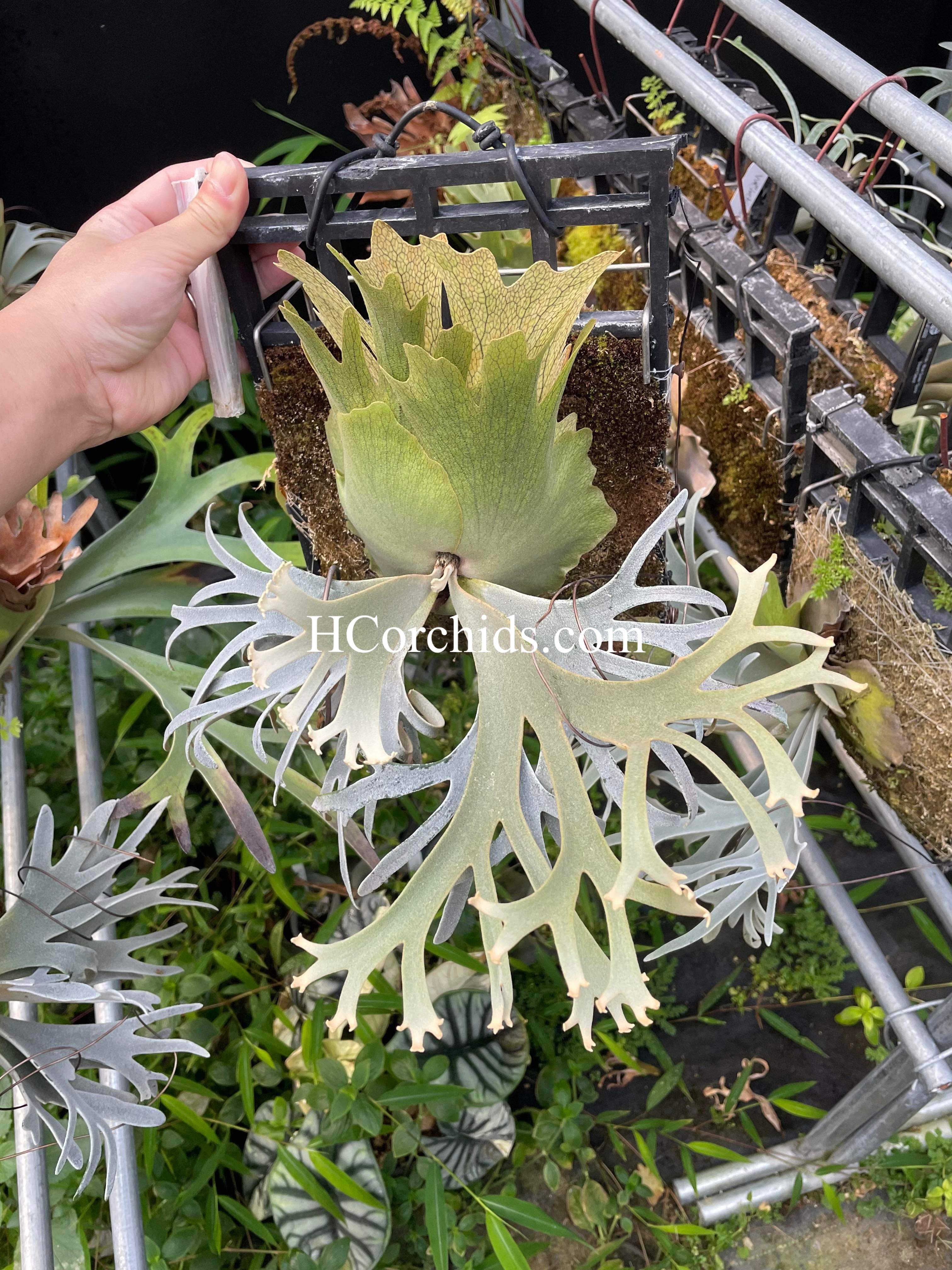 P. Willinckii “OMG” Plant - Buy Now | Rare & Indoor – HCorchids