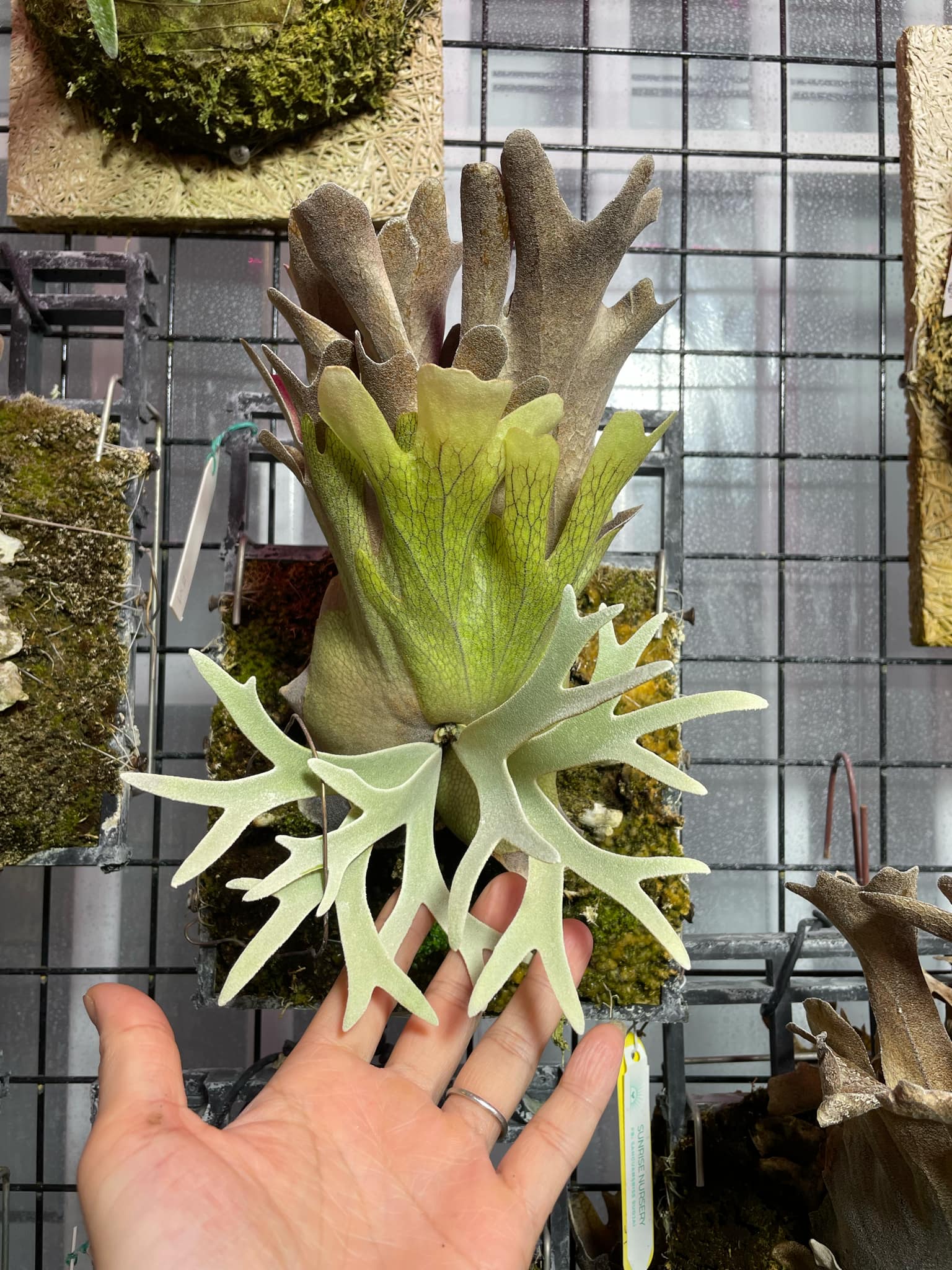 P. Willinckii Yellow Moon Spores - Dwarf Select #29 – HCorchids